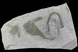 Eurypterus (Sea Scorpion) Fossil - New York #179491-1